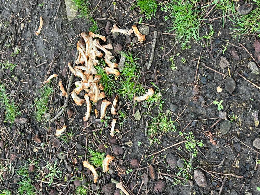 Giftköder-Giftköder-Profilbild