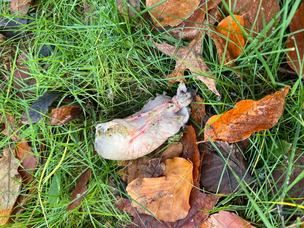 Giftköder-Giftköder-Profilbild