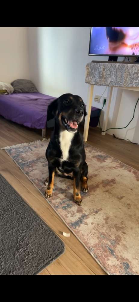 Suchmeldung-Akira-Profilbild