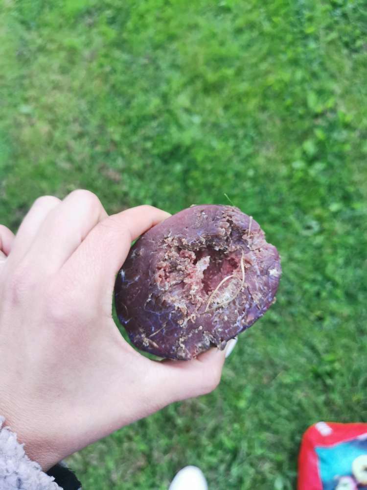 Giftköder-Wurst und Graubrot -Profilbild