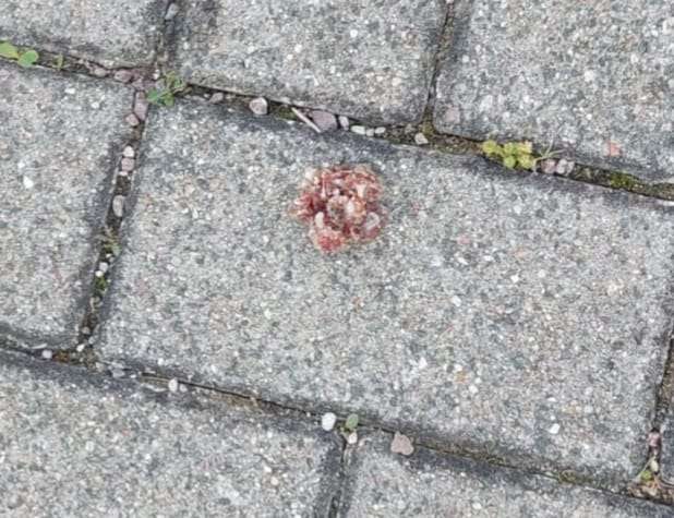Giftköder-Giftköder-Profilbild