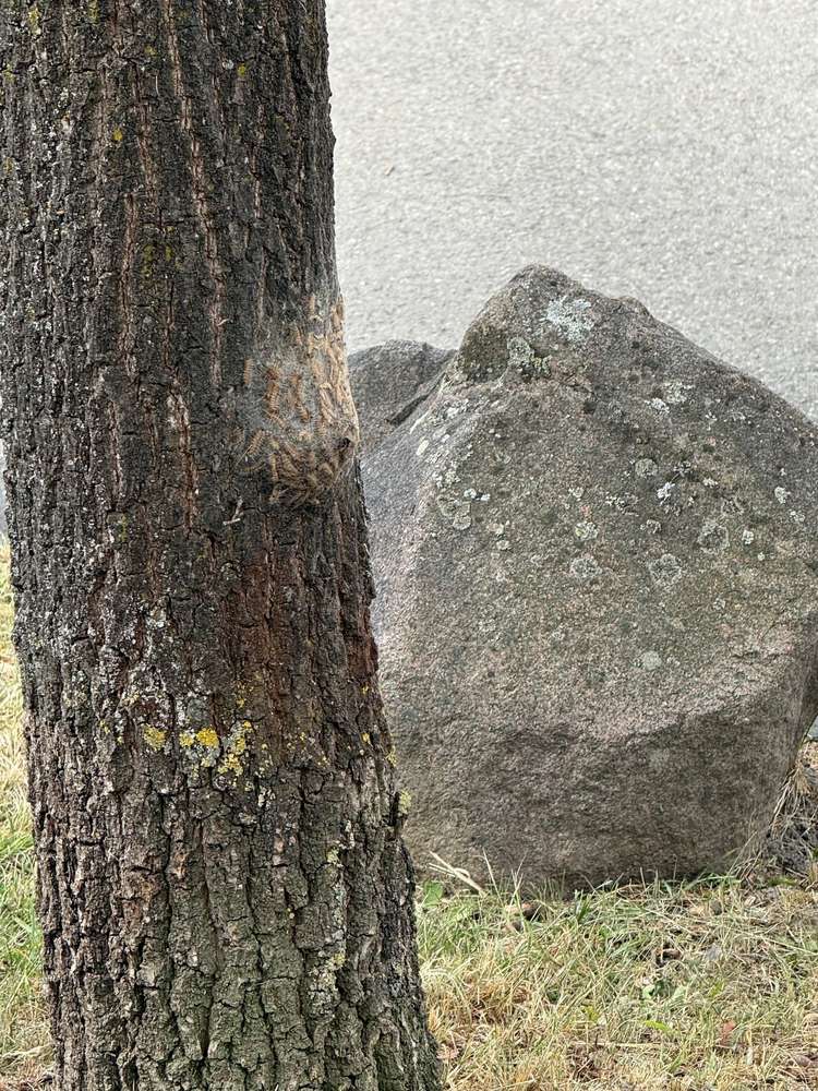 Giftköder-Eichen-Prozessionsspinner-Profilbild