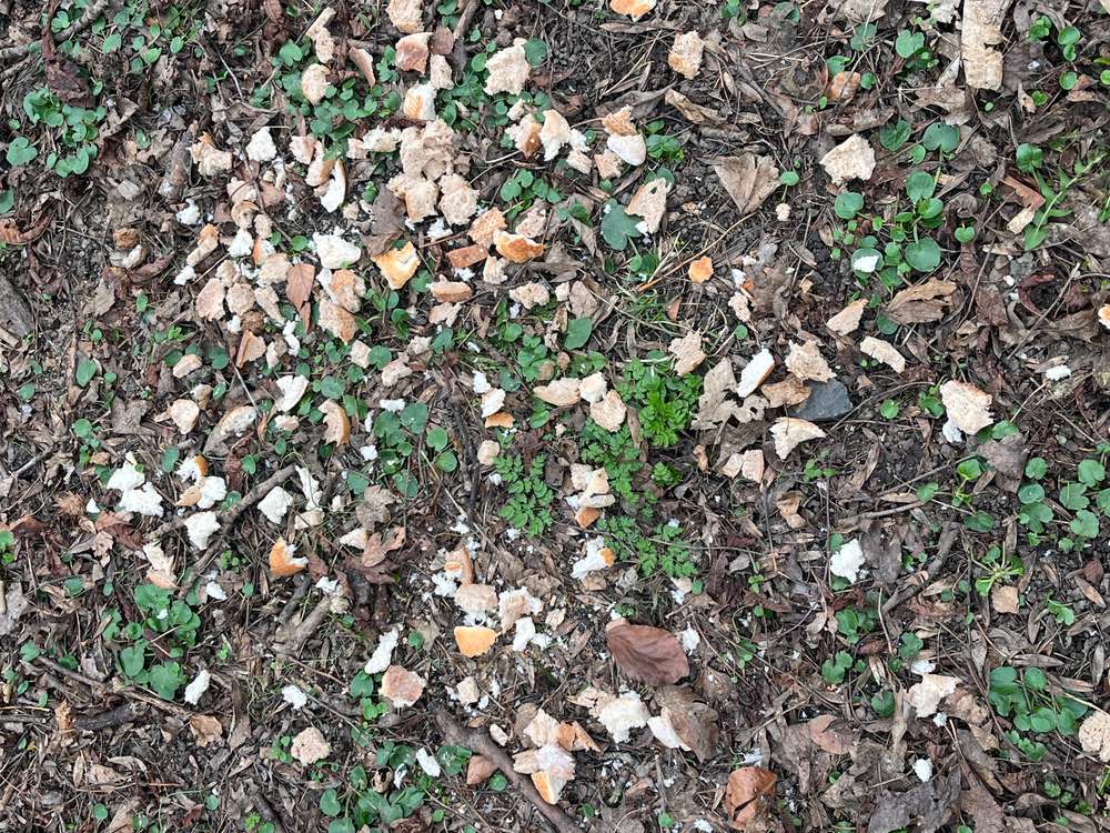 Giftköder-Möglicher Giftköder/1120 Meidling-Hetzendorf -Profilbild