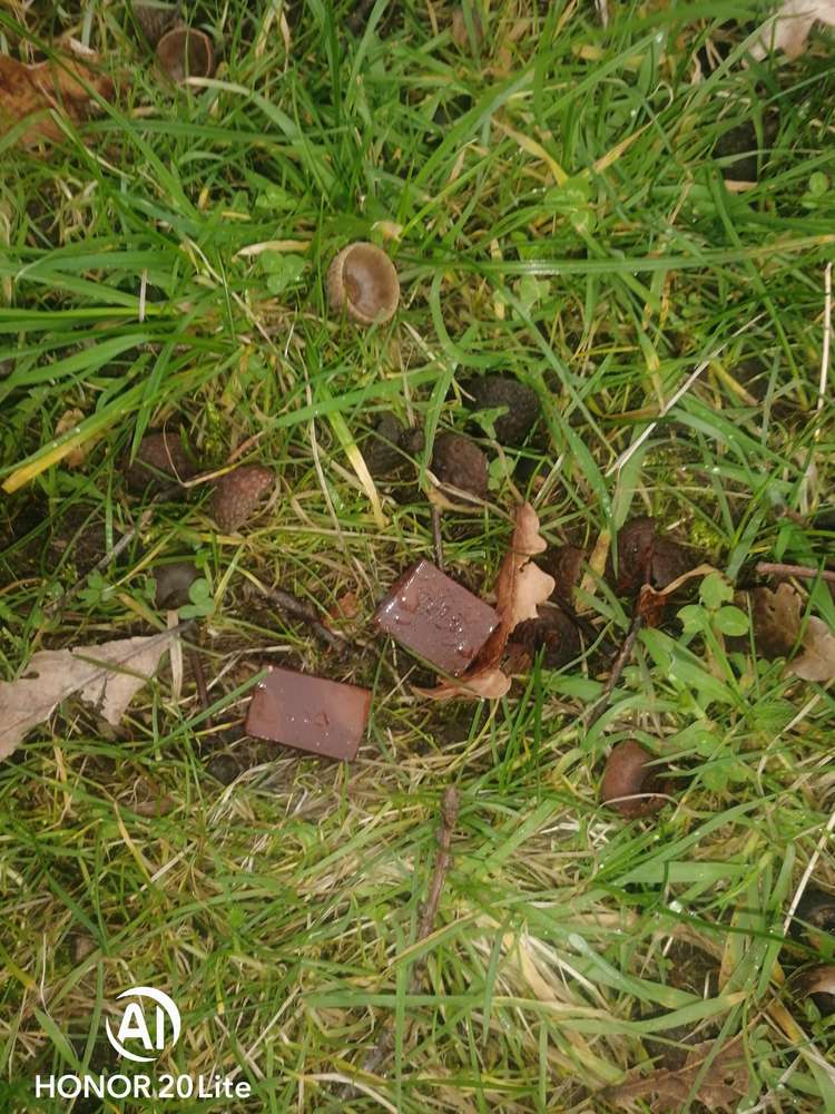 Giftköder-Giftköder Schokolade-Profilbild