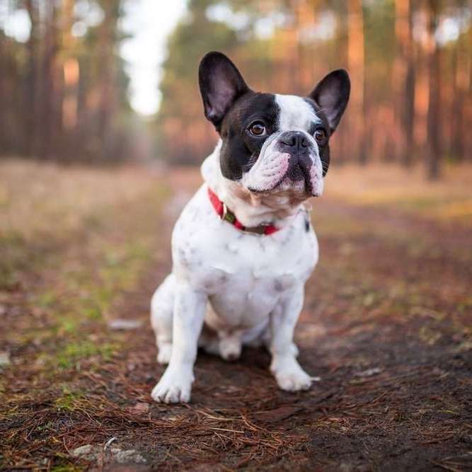 Profilbild Französische Bulldogge