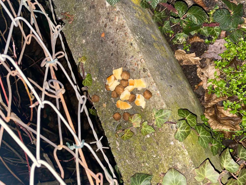 Giftköder-Giftköder (Hundefutter, Hühnchen, Brötchen)-Profilbild