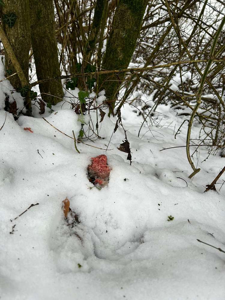 Giftköder-Hackbällchen-Profilbild