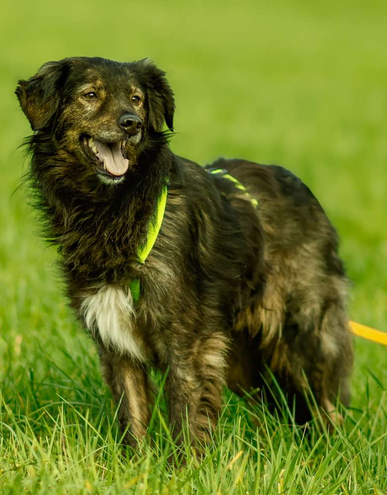 Suchmeldung-Jascha-Profilbild