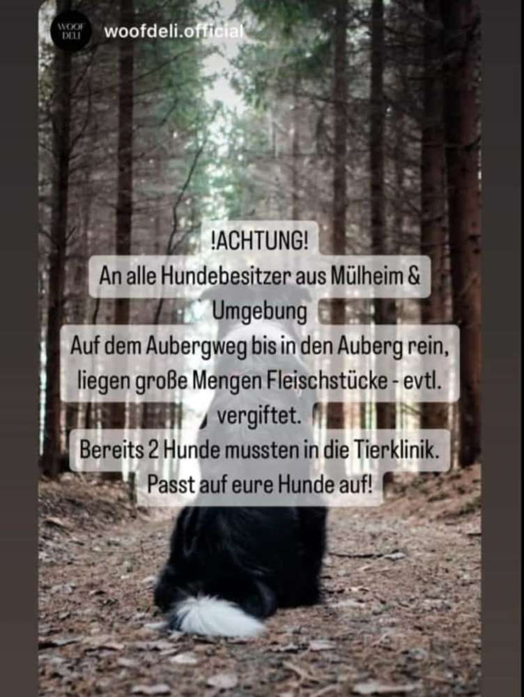 Giftköder-Giftköder-Profilbild