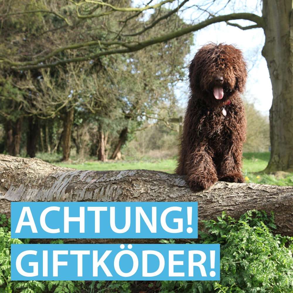 Giftköder-GIftköder-Profilbild