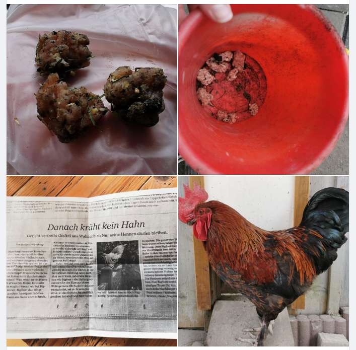 Giftköder-Giftköder-Profilbild