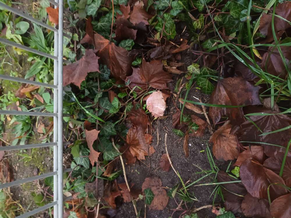 Giftköder-Verdacht auf Giftköder-Profilbild