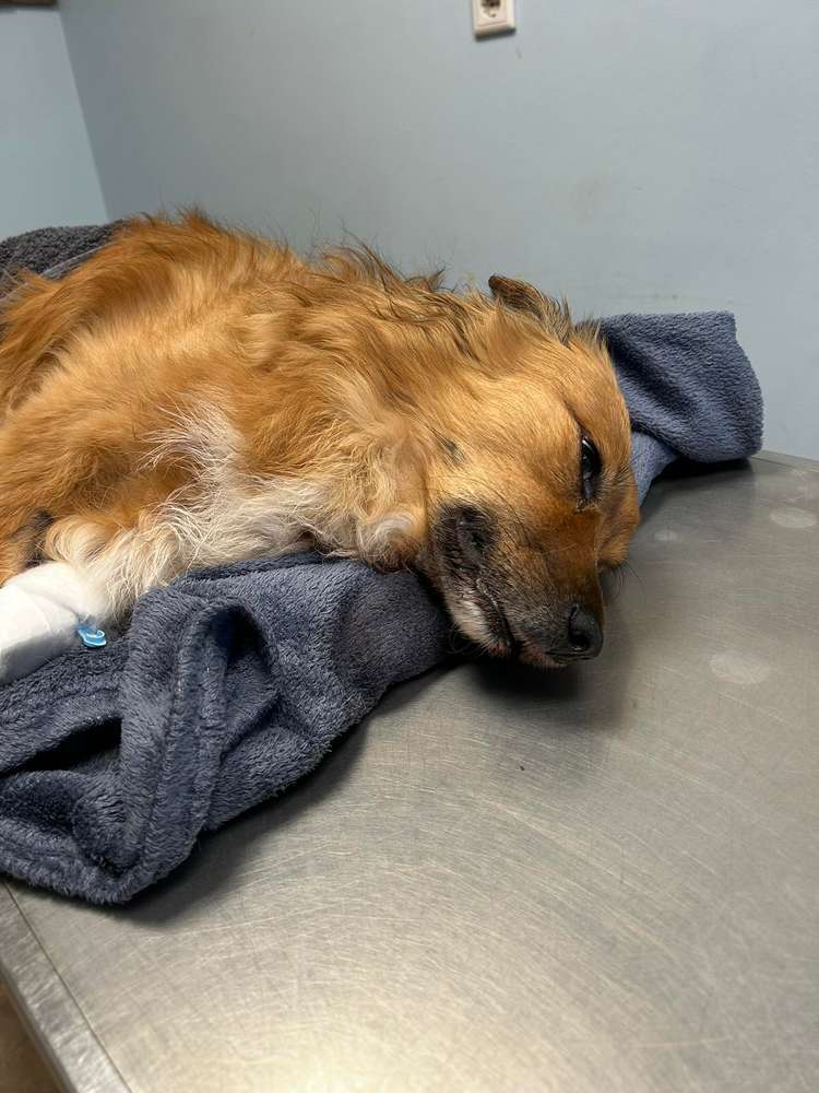 Giftköder-Toter Hund Rattengift-Profilbild
