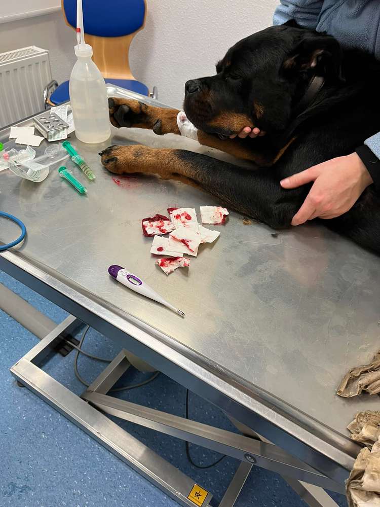 Giftköder-GIFTKÖDER-Profilbild