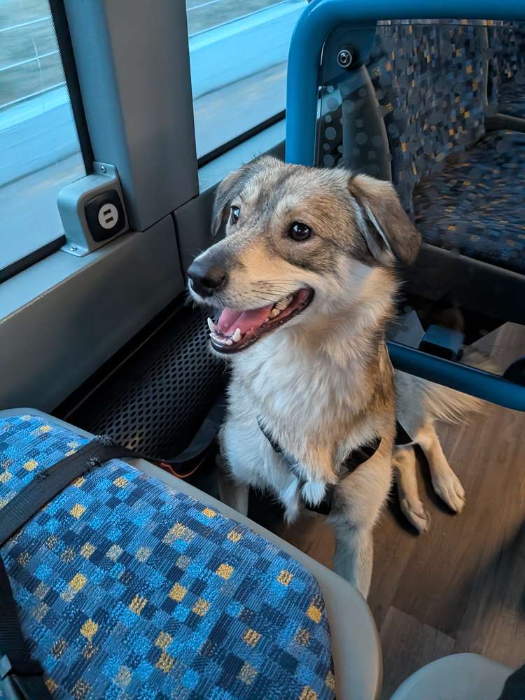 Suchmeldung-Lupi-Profilbild
