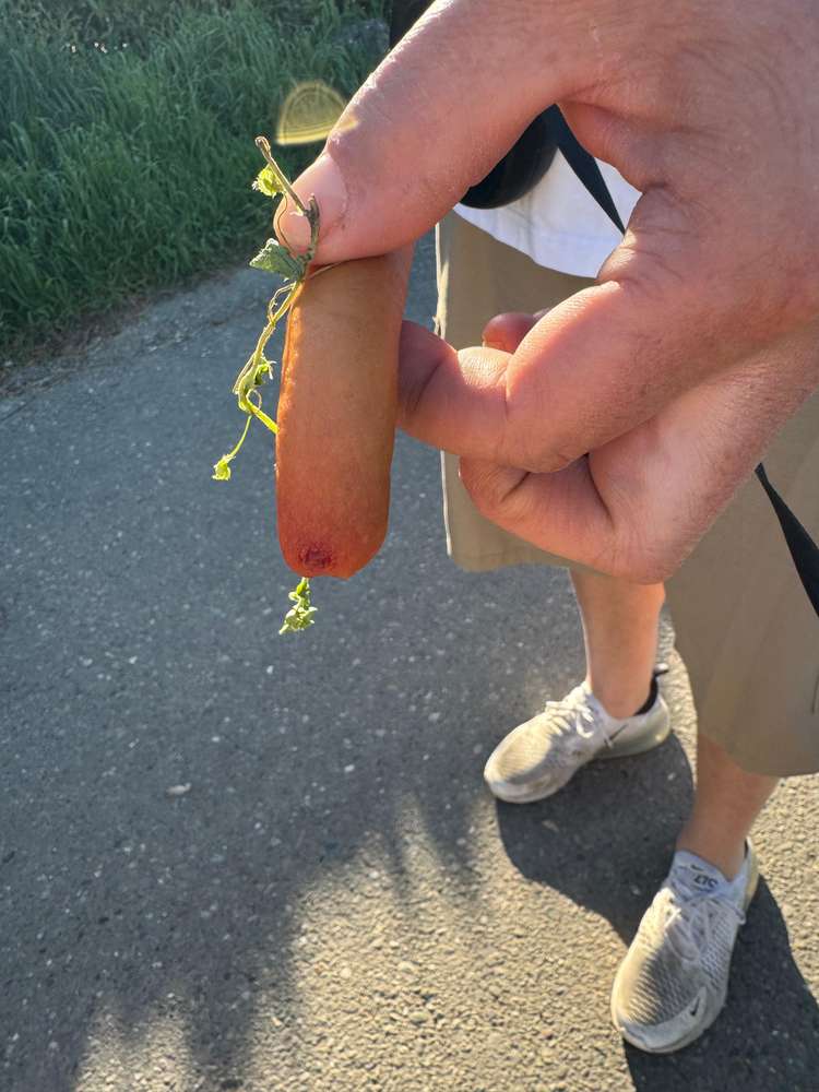 Giftköder-Würstchen mit Giftköder gefunden-Profilbild