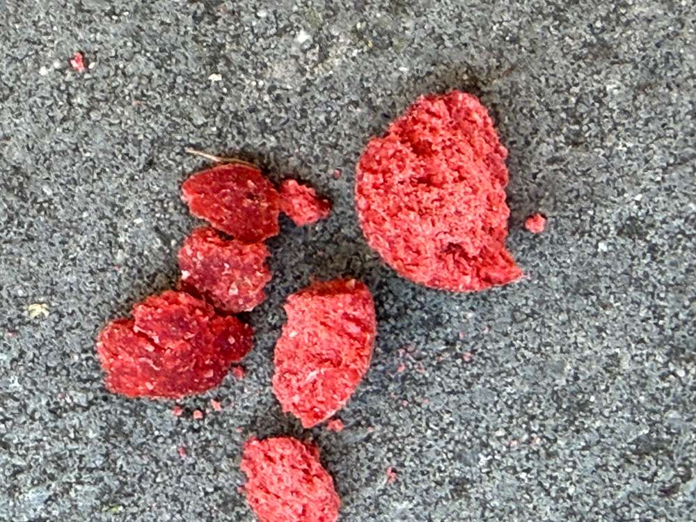 Giftköder-Giftköder-Profilbild