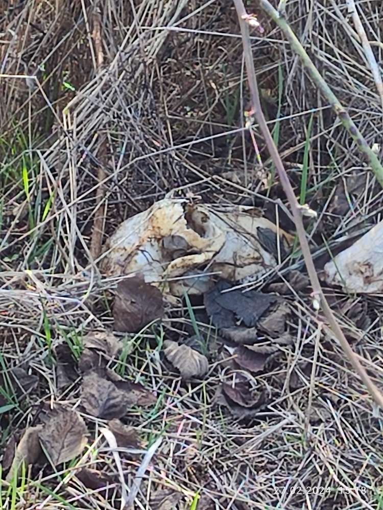 Giftköder-Tierschädel-Profilbild