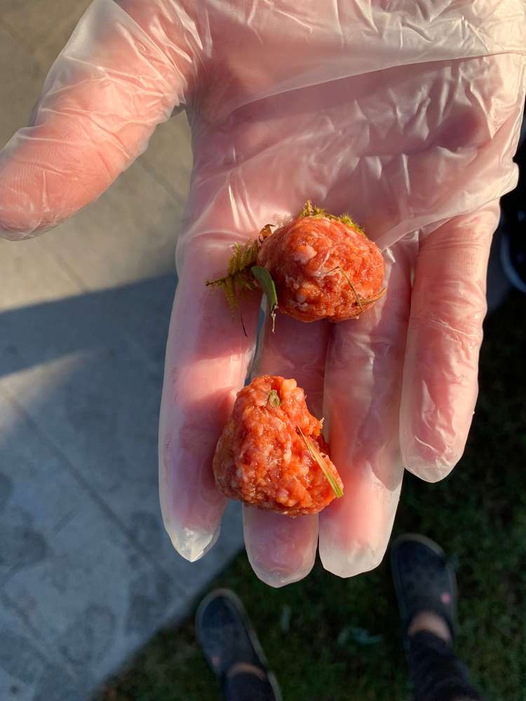 Giftköder-Giftköder-Profilbild