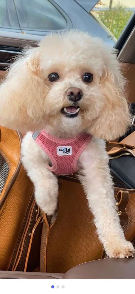 Suchmeldung-Bonnie -Profilbild