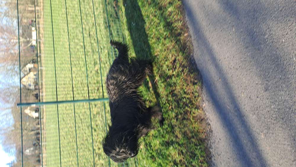 Giftköder-Zwei freilaufende Hunde ohne Besitzer-Profilbild