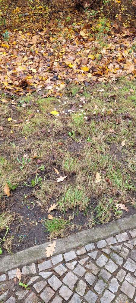 Giftköder-Giftköder -Profilbild