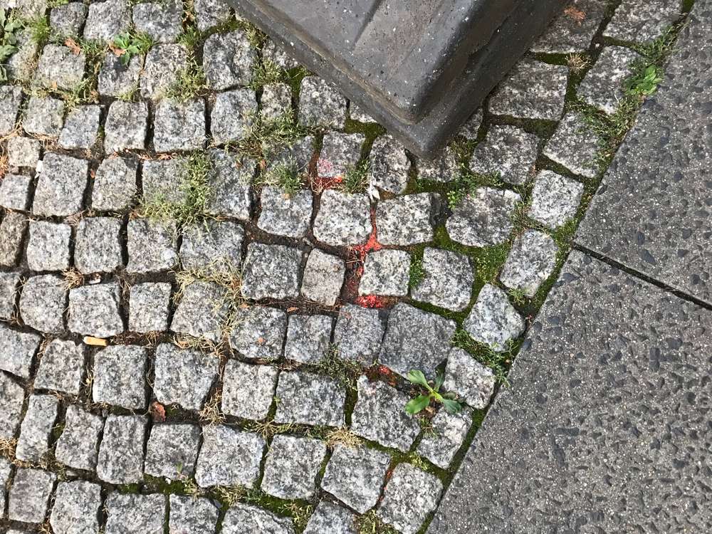 Giftköder-Rotes Pulver-Profilbild