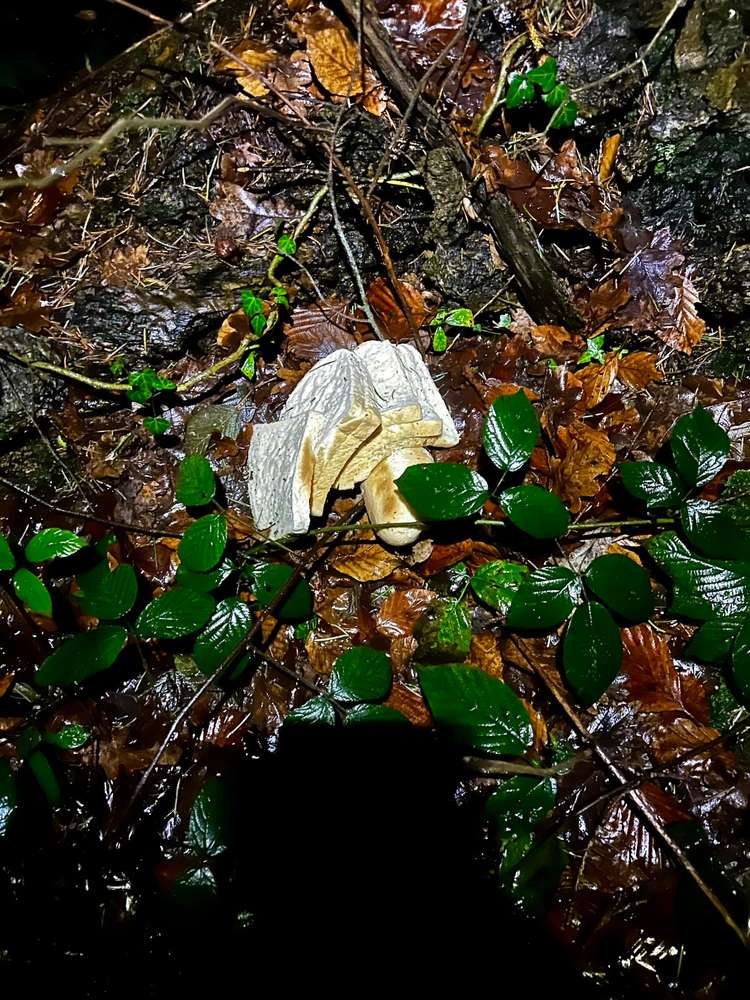 Giftköder-Giftköder-Profilbild