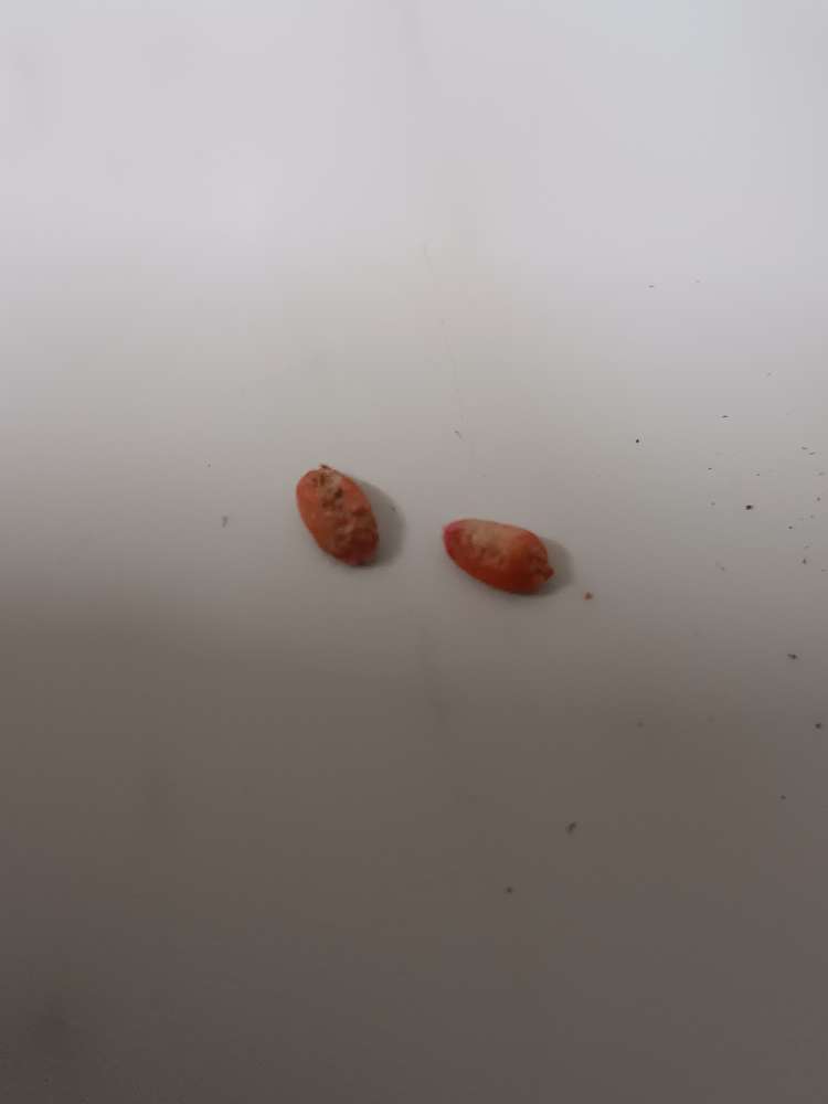 Giftköder-Eventuell Giftweizen verteilt !-Profilbild