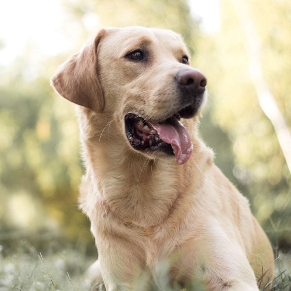 Labrador Retriever Banner