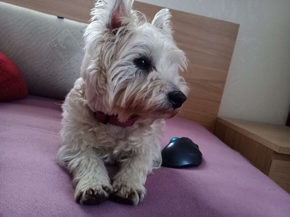 Suchmeldung-Bobby-Profilbild