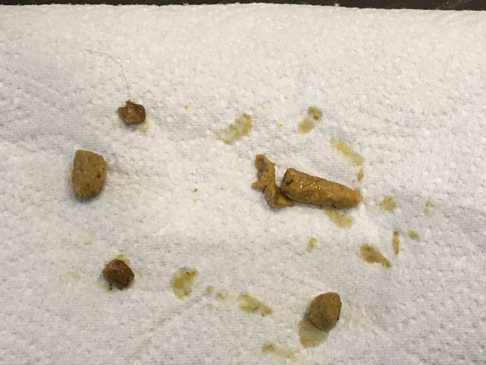 Giftköder-Giftköder die aussehen wie Leckerlis-Profilbild