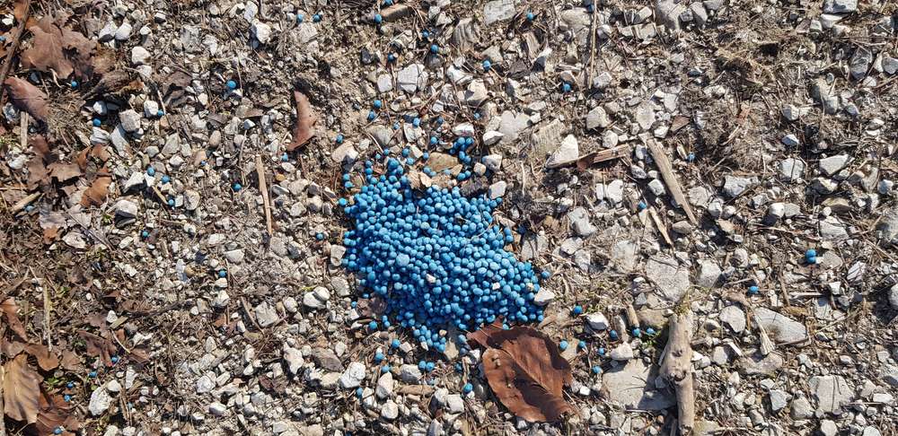 Giftköder-Blaukorn-Profilbild