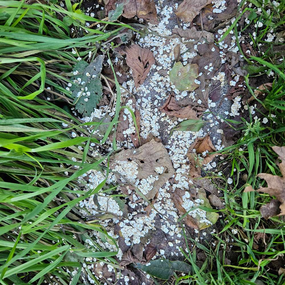 Giftköder-Ratten Haferflocken-Profilbild