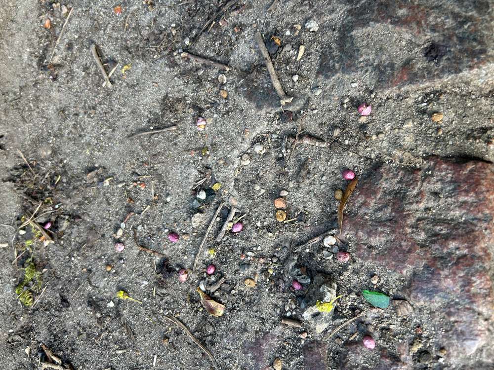 Giftköder-Mögliche Giftköder auf der Trappe am Kalkberg-Profilbild