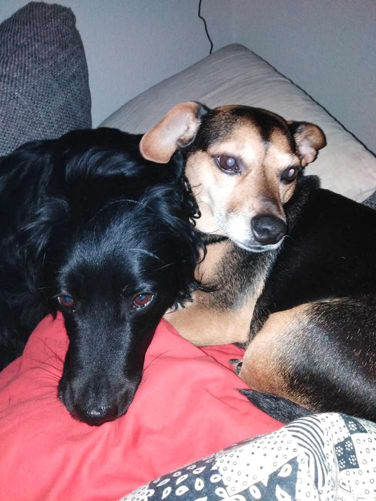 Suchmeldung-Lotti und Rudi -Profilbild