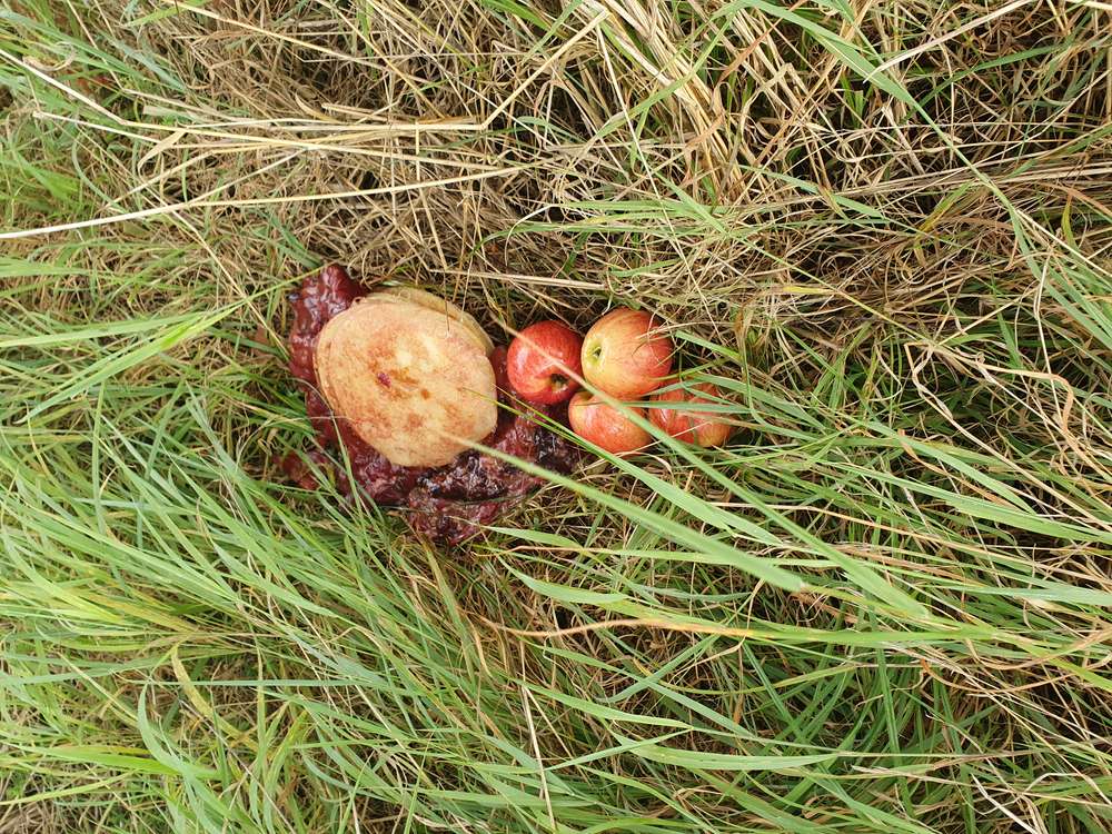 Giftköder-Vermutlicher Giftköder-Profilbild