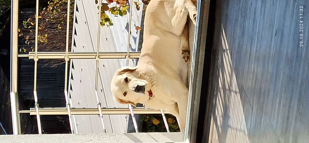 Suchmeldung-Dombi-Profilbild