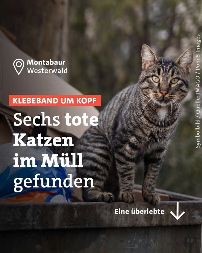 Giftköder-Misshandelte Katzen-Profilbild
