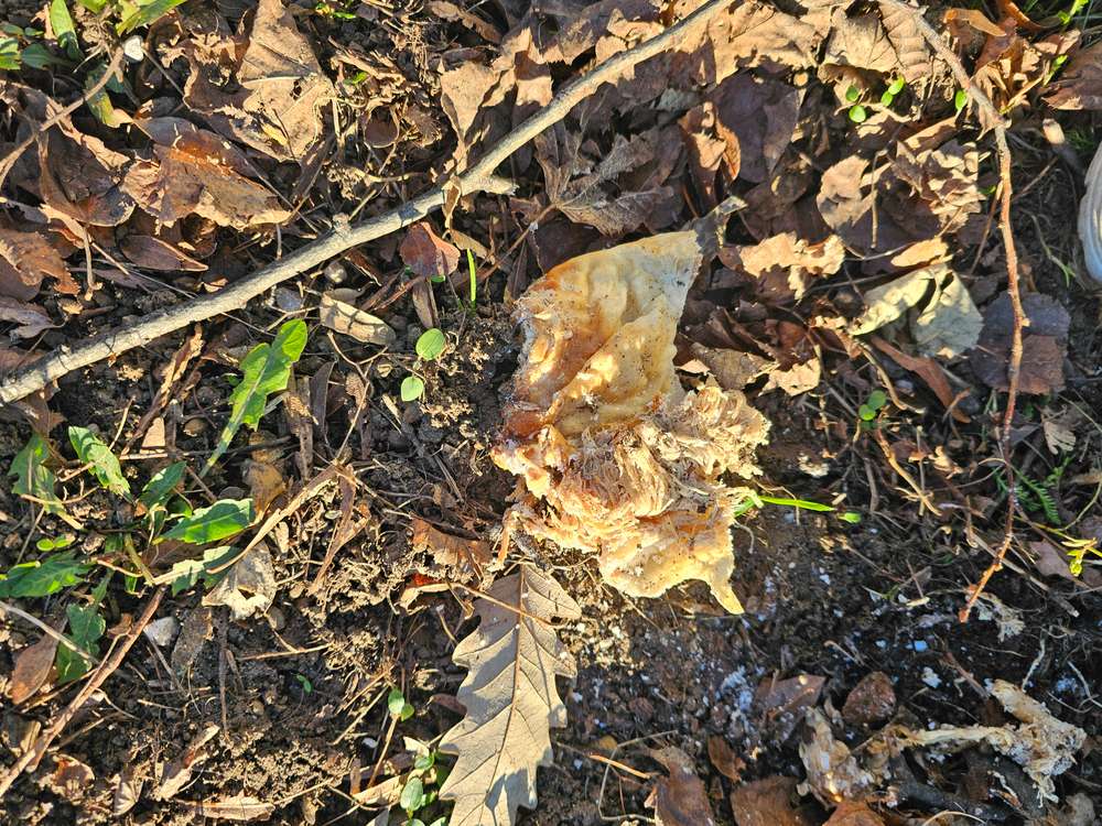 Giftköder-Giftköder/ Unbekanntes Tierfleisch-Profilbild