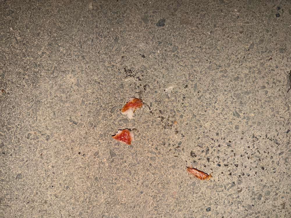 Giftköder-Giftköder Birkenzucker-Profilbild