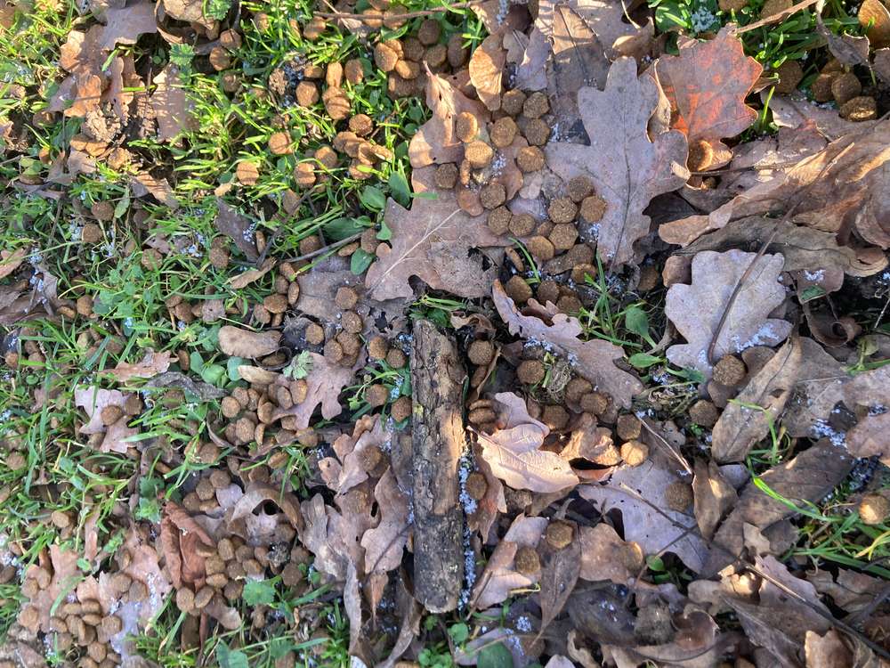 Giftköder-Ausgestreutes Tierfutter -Profilbild