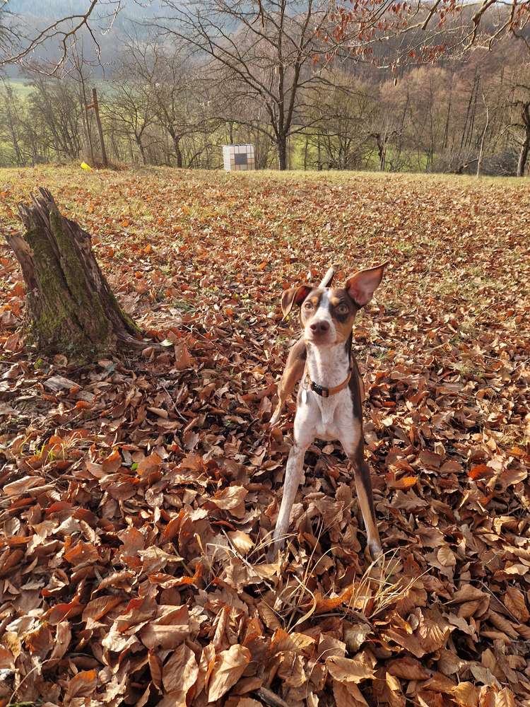 Suchmeldung-Chili-Profilbild