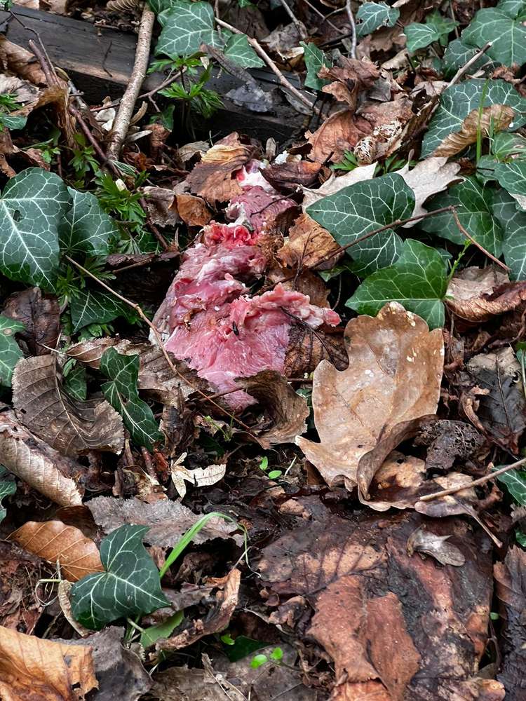 Giftköder-Goße Kotlett Stücke in Nähe Hundehasser-Profilbild