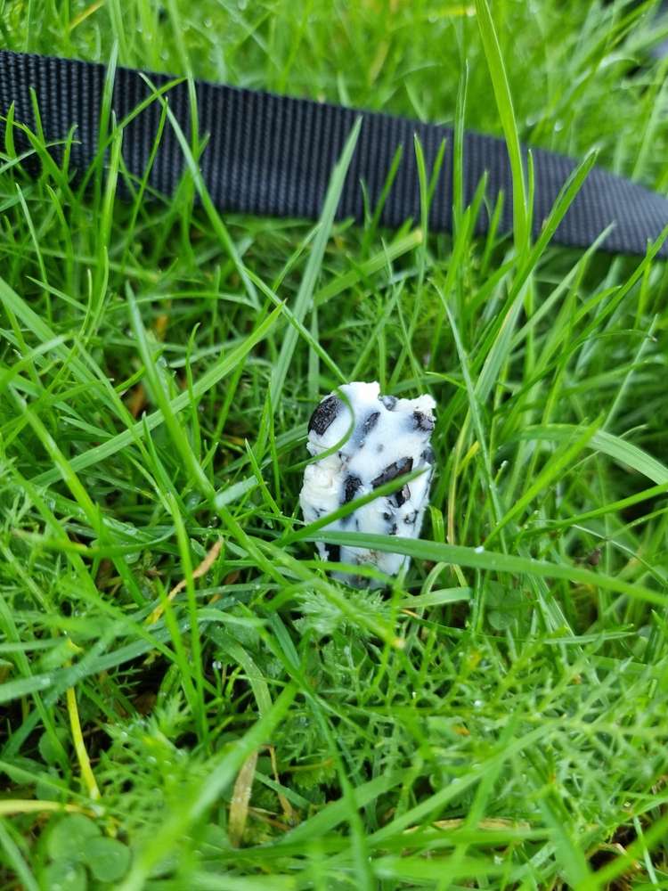 Giftköder-Mehrere Giftköder! -Profilbild