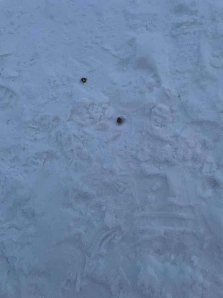 Giftköder-Evtl. Giftköder-Profilbild