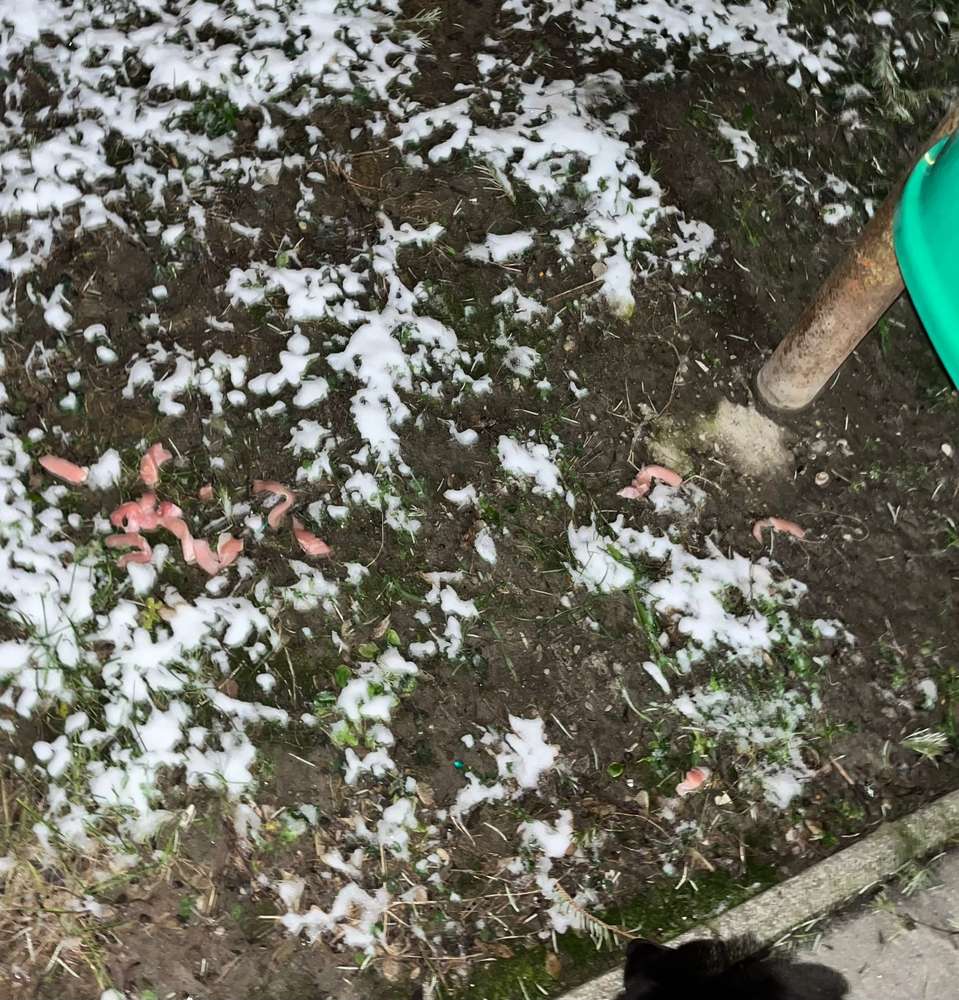 Giftköder-Giftkörder-Profilbild