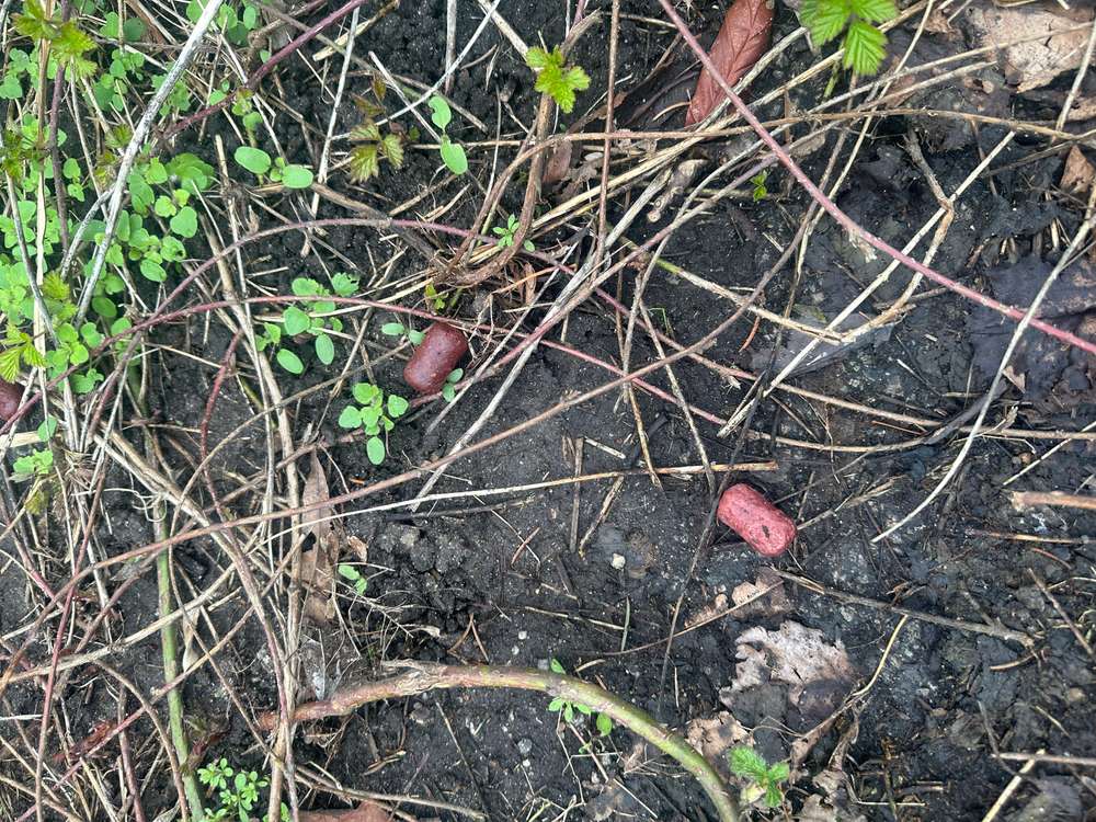 Giftköder-Giftköder-Profilbild