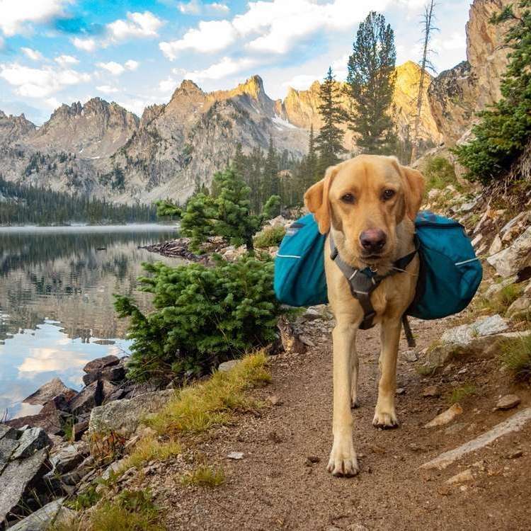 Hiking & Outdoor Banner