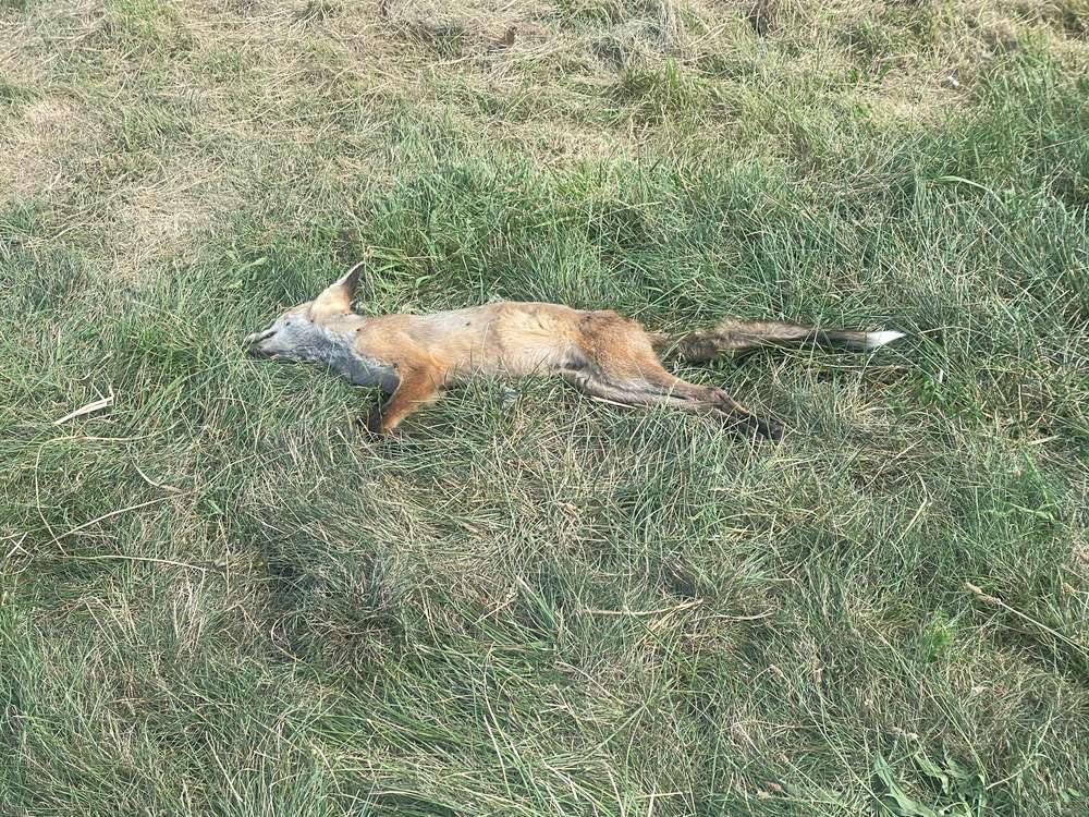 Giftköder-Toter Fuchs -Profilbild